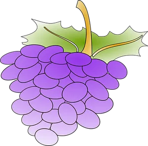 Purple Grapes Vector Illustration PNG Image