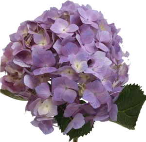 Purple Hydrangea Bloom Transparent Background PNG Image