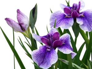 Purple Iris Flowers Transparent Background PNG Image