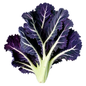 Purple Kale Png Ynv7 PNG Image