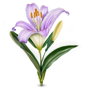 Purple Lily Flower Png Ijq PNG Image