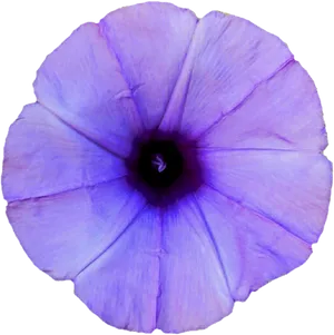 Purple Morning Glory Flower PNG Image