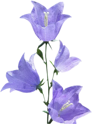 Purple Morning Glory Flowers PNG Image