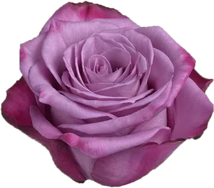 Purple Rose Close Up.png PNG Image