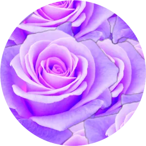 Purple Rose Cracked Texture PNG Image