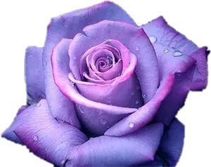 Purple Rosewith Dew Drops.png PNG Image