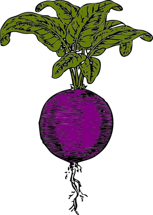 Purple Turnip Illustration.png PNG Image