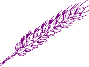 Purple Wheat Vector Illustration PNG Image