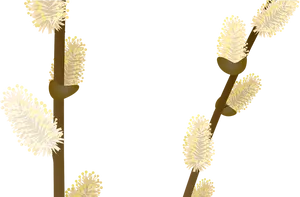 Pussy Willow Branches Illustration PNG Image