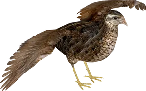 Quail In Flight Transparent Background.png PNG Image