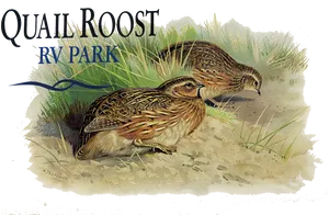 Quail Roost R V Park Illustration PNG Image