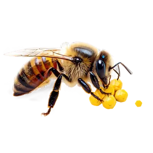 Queen Bee And Pollen Png 06262024 PNG Image