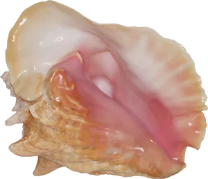 Queen Conch Shell Interior PNG Image