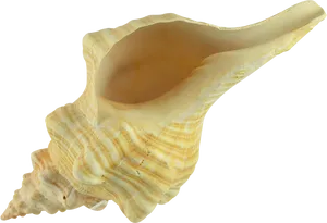 Queen Conch Shell Isolated PNG Image