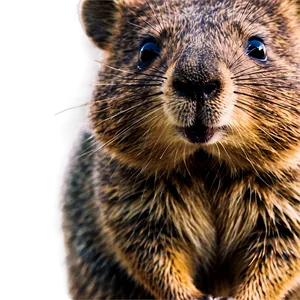 Quokka Close-up Shot Png Jcj93 PNG Image