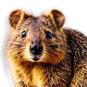 Quokka Close-up Shot Png Tfw19 PNG Image