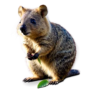 Quokka Eating Leaves Png 06242024 PNG Image