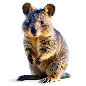 Quokka On The Beach Png Hgl PNG Image