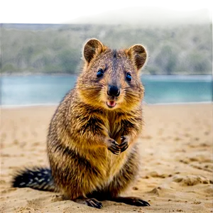 Quokka On The Beach Png Xmi PNG Image