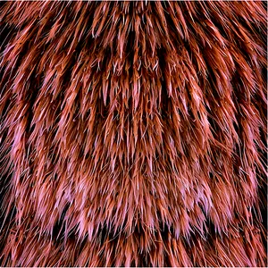 Rabbit Fur Texture Png Cxf PNG Image