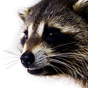 Raccoon Face Close-up Png Xst PNG Image