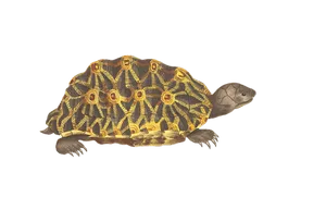 Radiant Patterned Turtleon Black Background.jpg PNG Image