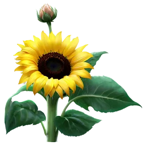 Radiant Sunflower Png 27 PNG Image