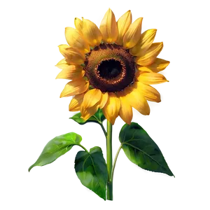 Radiant Sunflower Png Xuc79 PNG Image