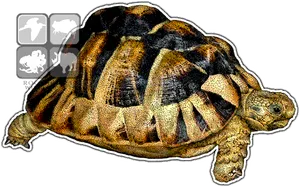 Radiated Tortoise Graphic Illustration PNG Image