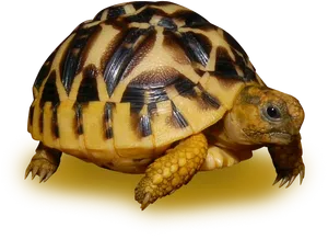 Radiated Tortoise Profile PNG Image