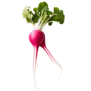 Radish Root Png 06252024 PNG Image