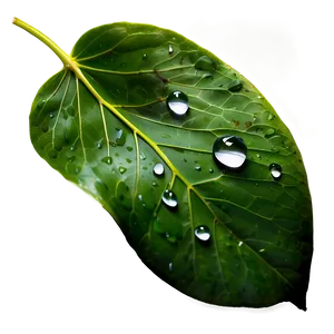 Raindrop On Leaf Png 06202024 PNG Image