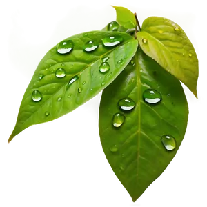 Raindrop On Leaf Png Jam29 PNG Image