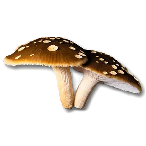 Rainforest Fungi Png Cvn PNG Image