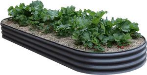 Raised Garden Bed Vegetables PNG Image