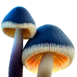 Rare Specimen Fungi Png 06132024 PNG Image