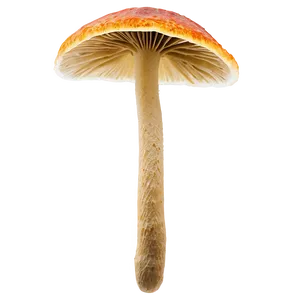 Rare Specimen Fungi Png Ehf PNG Image