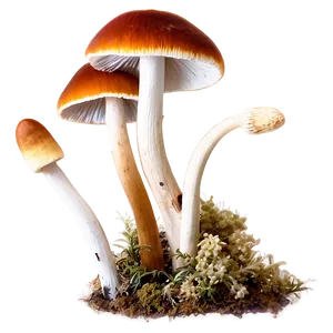 Rare Specimen Fungi Png Voa PNG Image