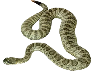 Rattlesnake_in_ Dark_ Background.jpg PNG Image