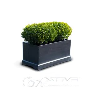 Real Boxwood Png Tlo PNG Image