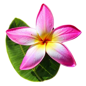 Real Plumeria Flower Png Xma95 PNG Image