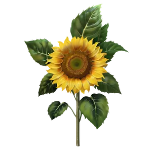 Real Sunflower Transparent Png Wys PNG Image