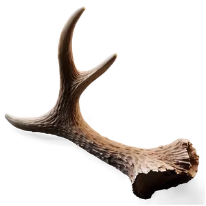 Realistic Antler Graphic Png Erw90 PNG Image