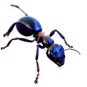 Realistic Ants Png 12 PNG Image