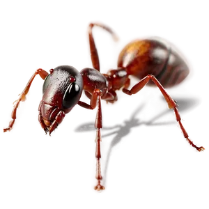 Realistic Ants Png Fah PNG Image