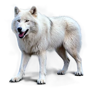 Realistic Arctic Wolf Png Oqy PNG Image