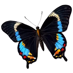 Realistic Black Butterfly Image Png 78 PNG Image