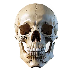 Realistic Bones Png 31 PNG Image