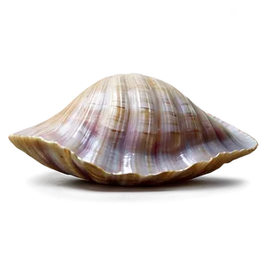 Realistic Clam Shell Png 06292024 PNG Image