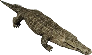 Realistic Crocodile3 D Model PNG Image